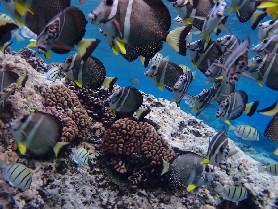 Bora Bora: Introductory Dive - Key points to know before booking