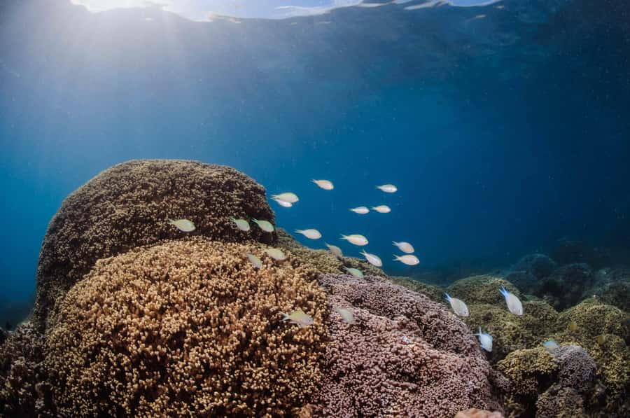 Bora Bora: Introductory Dive - What makes the $147 price worthwhile