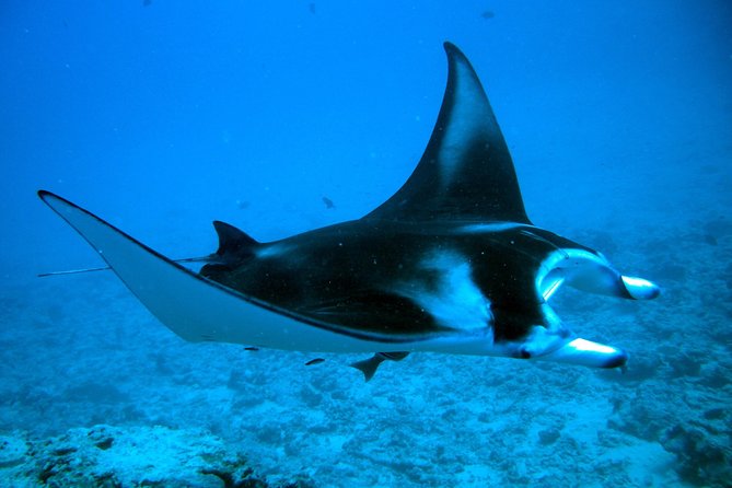 Bora Bora Jet Ski Tour, & Eco Shark / Ray Snorkel Cruise - Shark and stingray snorkeling by boat