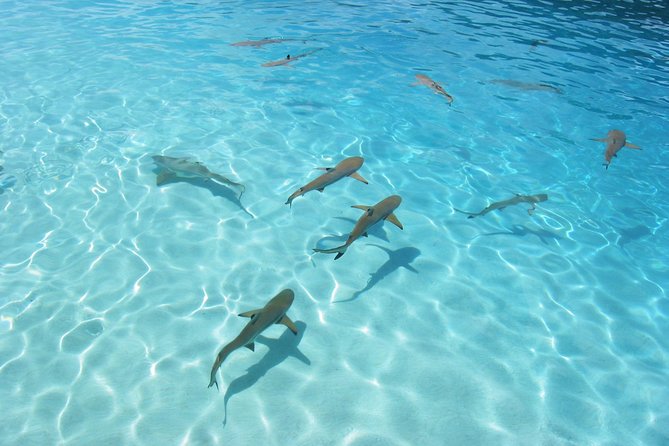Bora Bora Jet Ski Tour, & Eco Shark / Ray Snorkel Cruise - Who will enjoy this most