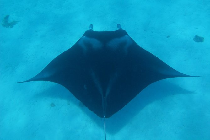 Bora Bora Lagoon Snorkeling Tour by Private Boat - A private boat makes Bora Bora’s lagoon feel personal