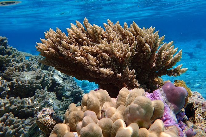 Bora Bora Lagoon Snorkeling Tour by Private Boat - The coral garden is the underwater centerpiece