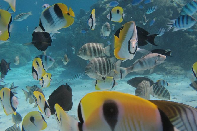 Bora Bora Lagoon Snorkeling Tour by Private Boat - More possible stops, from aquarium areas to turtles