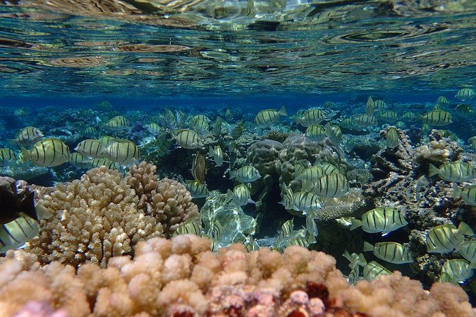 Bora Bora Lagoon Snorkeling Tour by Private Boat - How the $650 price works for your group