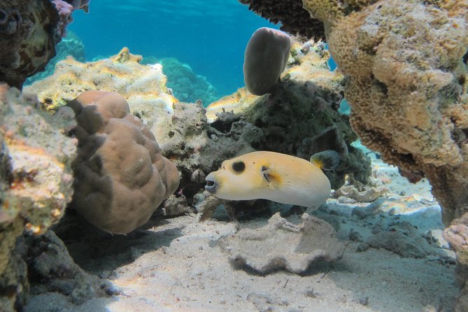 Bora Bora Lagoon Snorkeling Tour by Private Boat - Who will enjoy this tour most