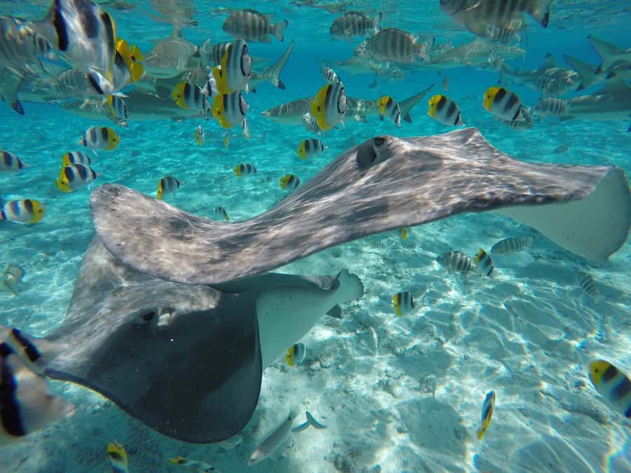 Bora Bora: Lagoon Tour and Snorkeling Experience - Three lagoon stops, three very different encounters