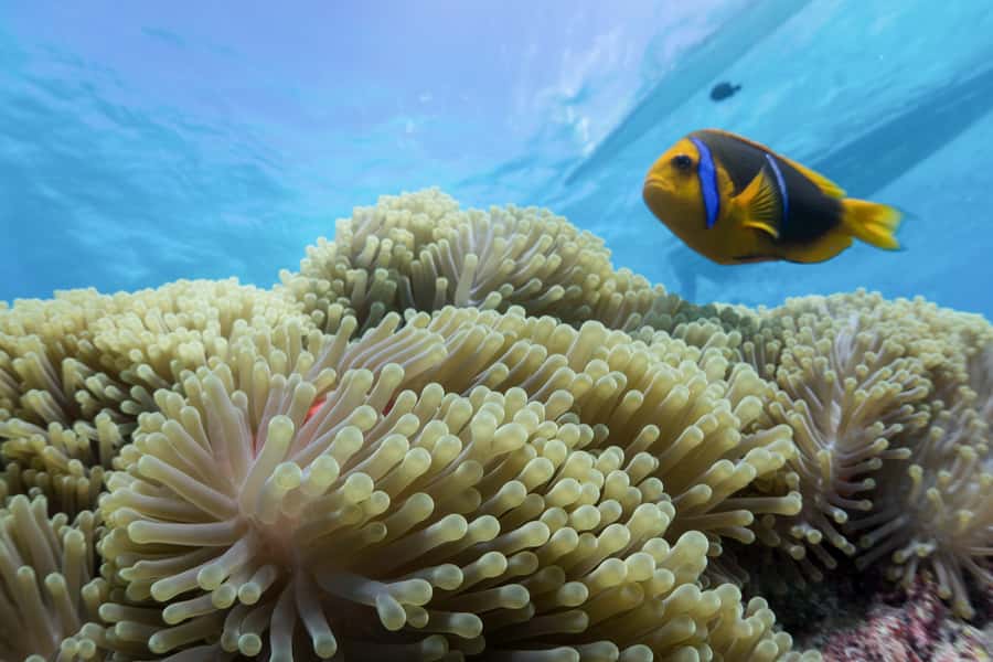 Bora Bora: Lagoon Tour and Snorkeling Experience - Second stop: Bora Bora’s coral garden