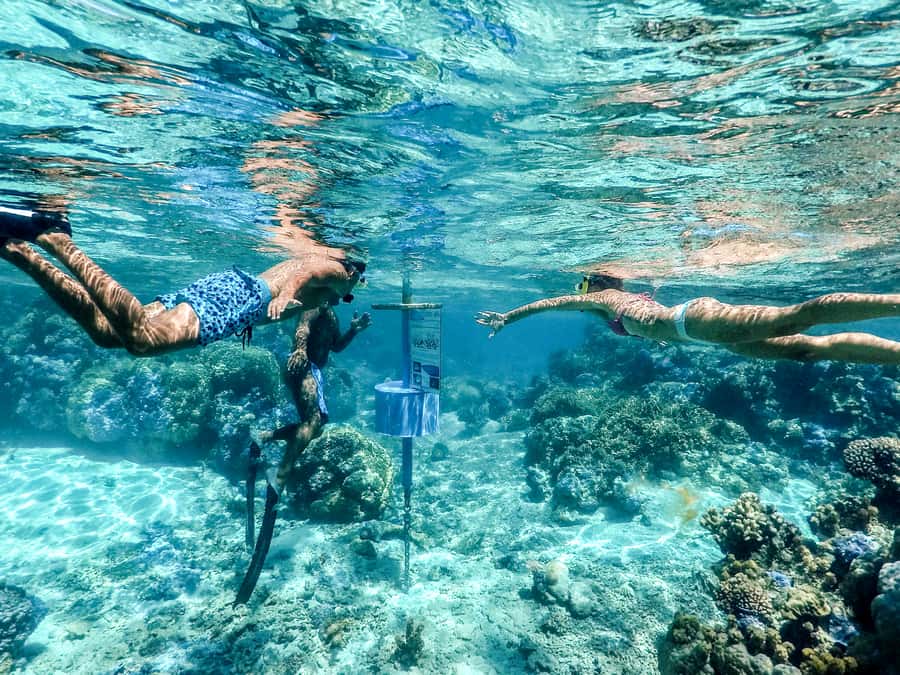 Bora Bora: Lagoon Tour and Snorkeling Experience - Final stop: blacktip and lemon sharks