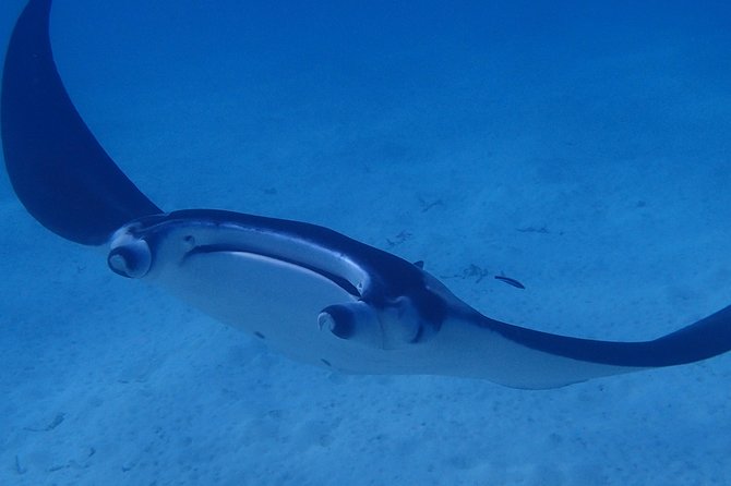 Bora Bora: Luxury Private Half Day Snorkeling Tour - Three and a half hours across Bora Bora’s lagoon