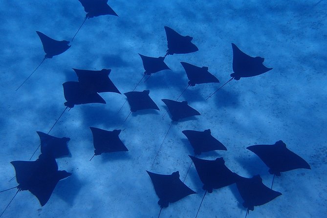 Bora Bora: Luxury Private Half Day Snorkeling Tour - Is it suitable for children and cautious swimmers?