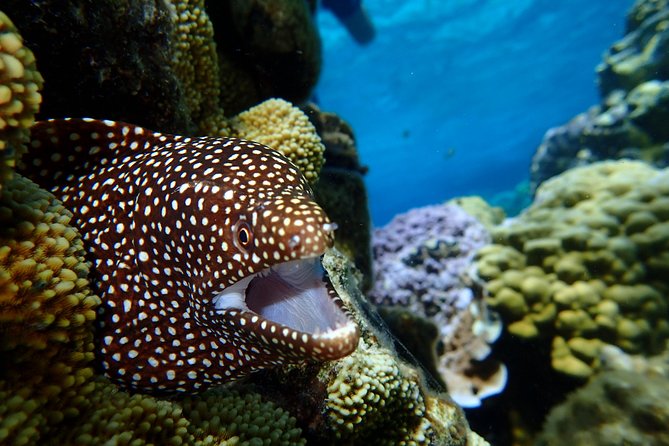 Bora Bora: Luxury Private Half Day Snorkeling Tour - Weather, wildlife, and realistic expectations