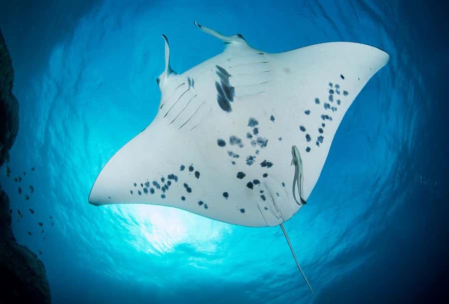 Bora Bora: Morning 2 tank dive for certified divers - What happens before you go underwater