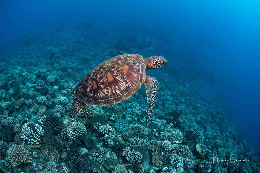 Bora Bora: Morning 2 tank dive for certified divers - How much value do you get for $227?