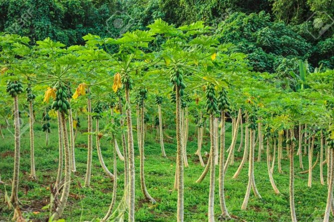 Bora Bora Off-Road Sightseeing Tour - Faanui Valley, Plantations, and the Pareu Workshop