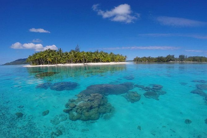 Bora Bora Private Lagoon Tours - Snorkeling with tropical fish and marine life