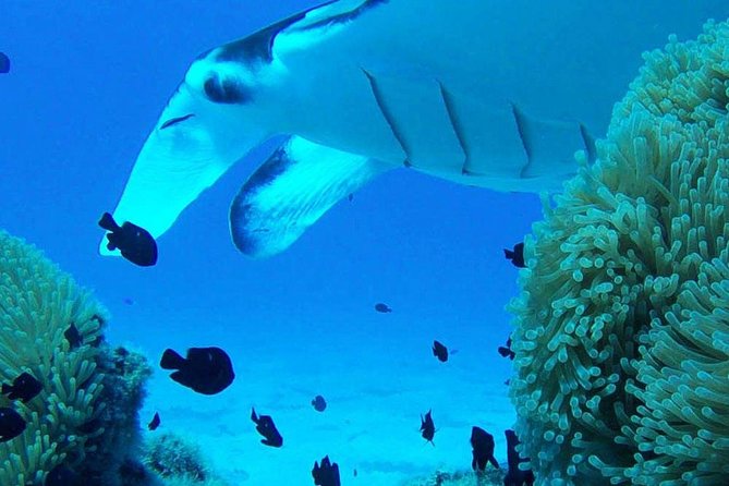 Bora Bora Private Lagoon Tours - The value of a private boat for four