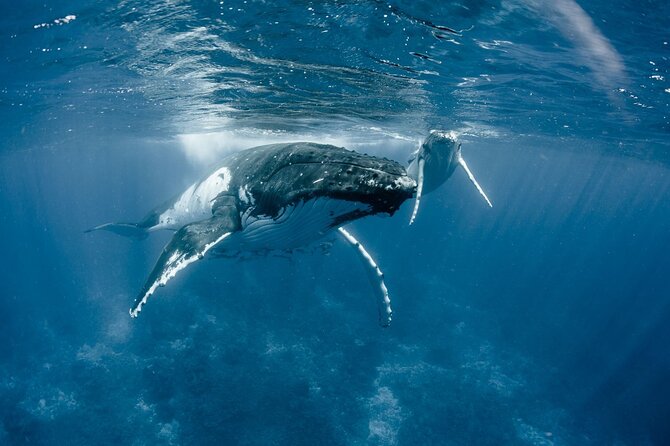 Bora Bora Whale Watching - Chasing humpbacks in the Pacific