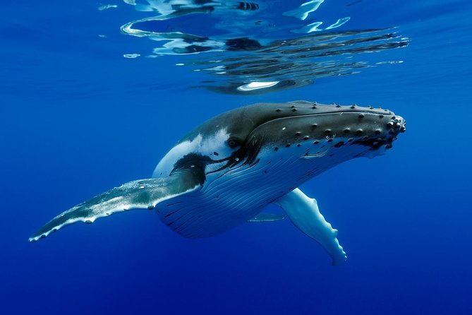 Bora Bora Whale Watching - The hydrophone gives the search more meaning