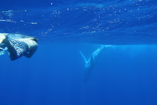 Bora Bora Whale Watching - Swimming with whales is the exception, not the plan