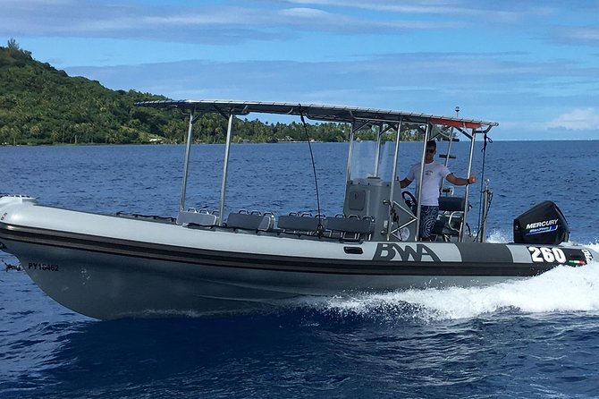 Bora Bora Whale Watching - Who will enjoy this most