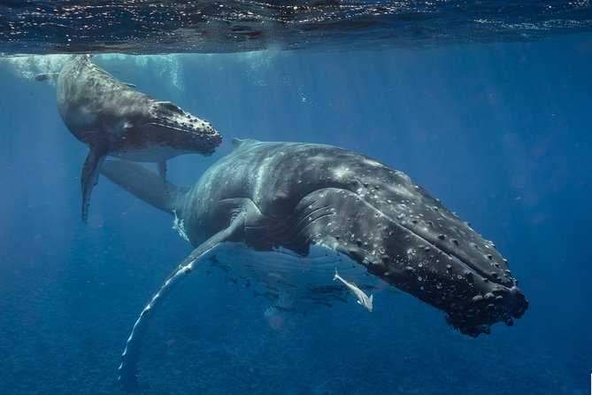 Bora Bora Whale Watching - A small boat with a personal feel