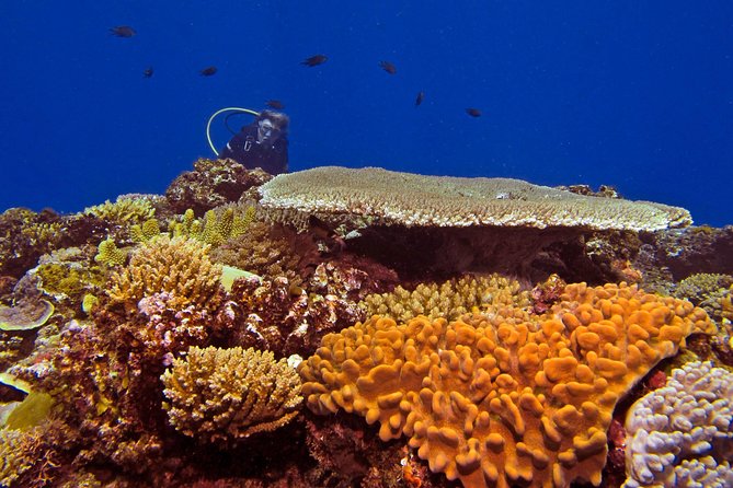 Certified Scuba Diving with Whitetip Marine Adventures team - Key points at a glance