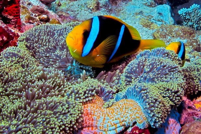 Certified Scuba Diving with Whitetip Marine Adventures team - The Salamander wreck near Treasure Island