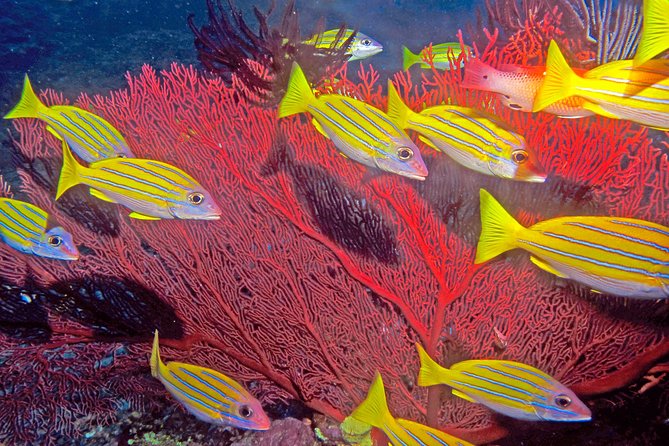 Certified Scuba Diving with Whitetip Marine Adventures team - What the morning feels like from check-in to return