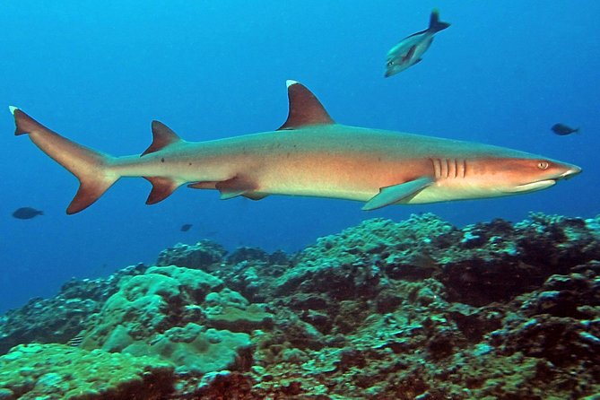 Certified Scuba Diving with Whitetip Marine Adventures team - What you may see beneath the surface