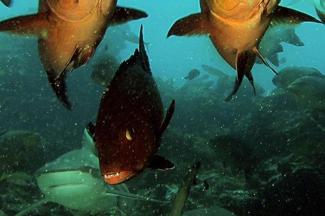 Certified Scuba Diving with Whitetip Marine Adventures team - Is the $221.07 price good value?