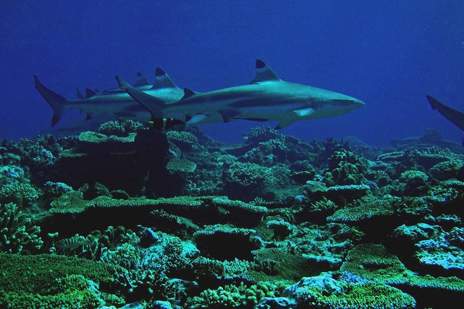 Certified Scuba Diving with Whitetip Marine Adventures team - Who should book this Whitetip outing?
