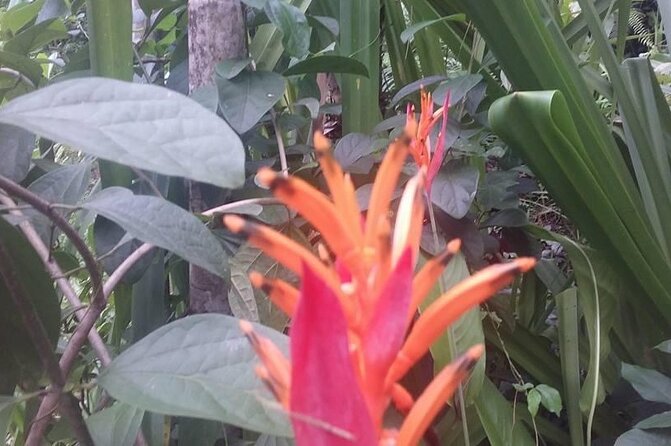 CFC Hot Spring Mud Pool,Garden Of Sleeping Giant And Village Visit Half Day Tour - Who should book this experience
