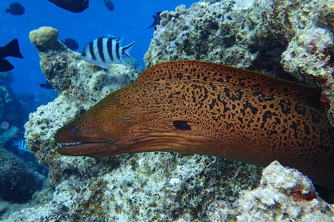 Combo Diving and Snorkeling Full Day Tour - A lunch stop with Mount Otemanu in view