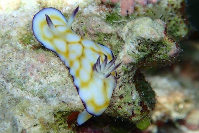 Combo Diving and Snorkeling Half-Day Tour - Looking for manta rays near Anau