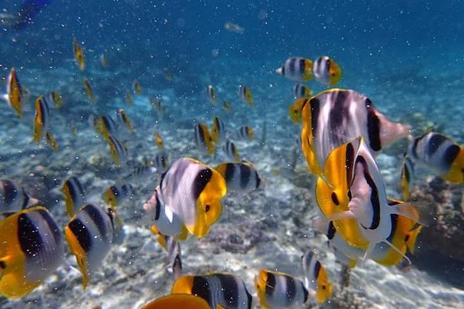 Combo Diving and Snorkeling Half-Day Tour - Two snorkeling stops after scuba