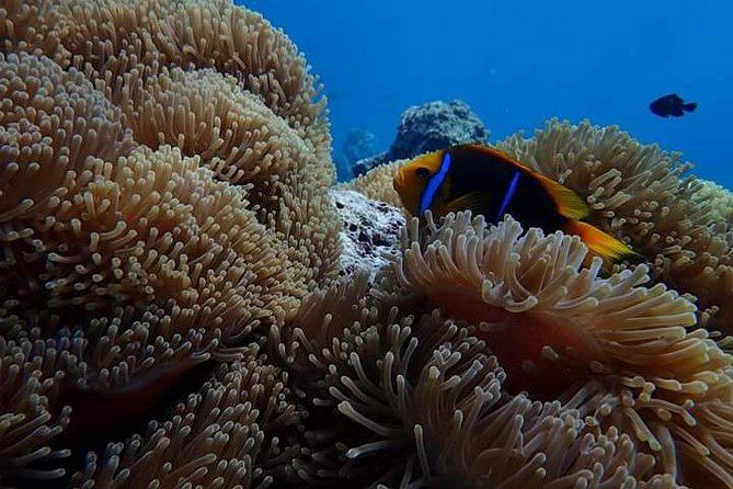 Combo Diving and Snorkeling Half-Day Tour - Who will get the most from this trip