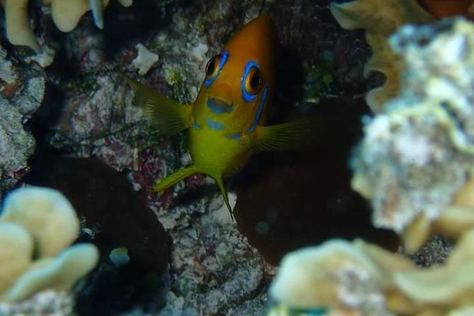 Combo Diving and Snorkeling Half-Day Tour - Starting with the one-tank scuba session