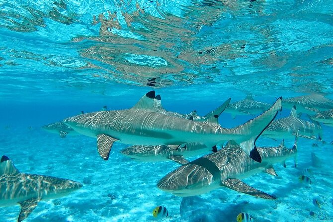 Combo snorkeling + motu lunch + jet ski group tour full day - Who should book this six-hour outing?