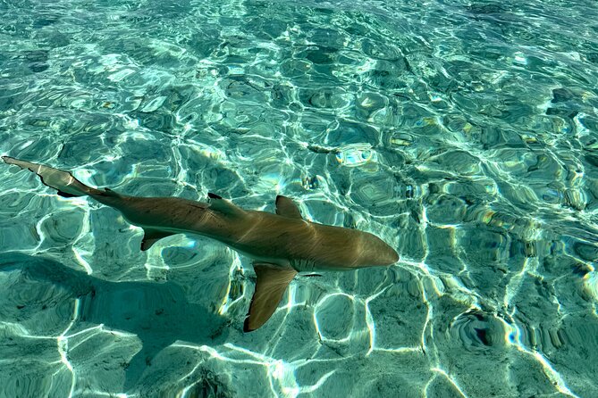 Crazy sea horse Bora Bora Comfortable boat, snorkeling and lunch - Mo and Tu set the tone