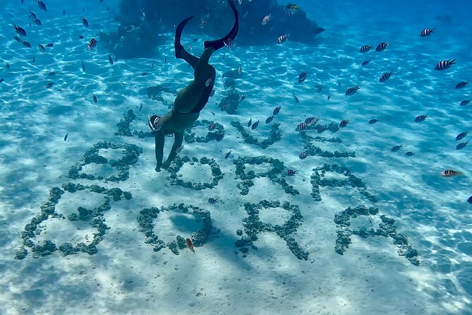Crazyseahorseborabora Comfortable boat , sensational snorkeling . - What each part of the route offers