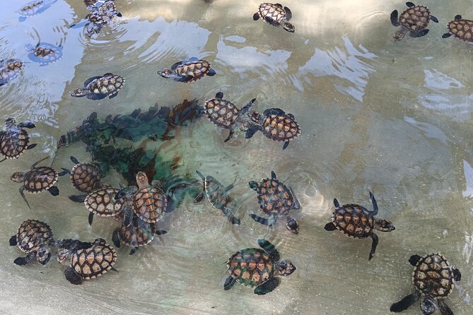 Discover Cascades & Turtle Experience with Yumi Tours - Key points before you book