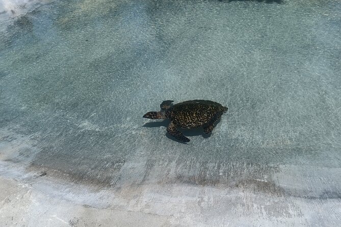 Discover Cascades & Turtle Experience with Yumi Tours - Eden on the River and the cascades