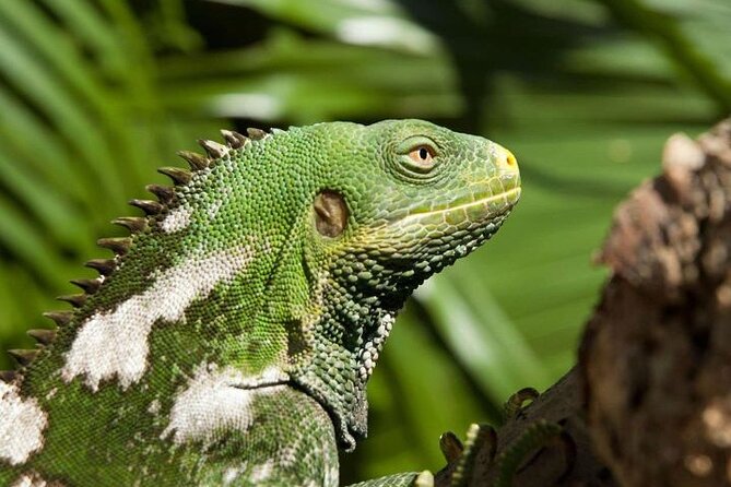 "Discover Fiji's Hidden Gems: Eco Park, Pottery Village & Dunes!" - Is the $88.90 price good value?