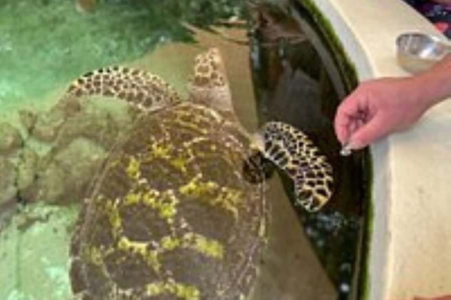 Discover Fijian Culture and Reptiles - Is the $117 price good value?