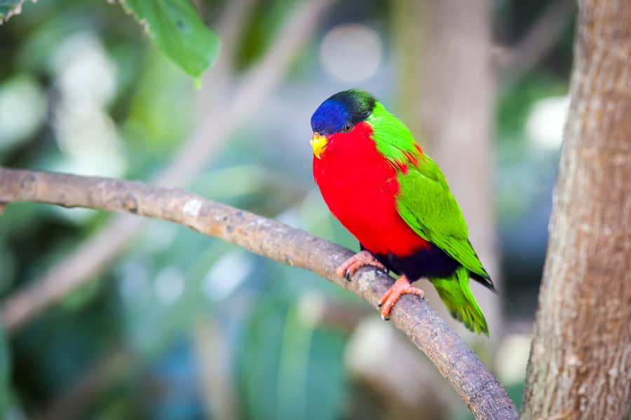 Discover Fijian Culture and Reptiles - A full day along Fiji’s Coral Coast