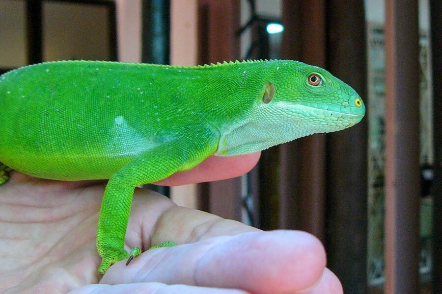 Discover Fijian Culture and Reptiles - Kula WILD Adventure Park and Fiji’s rare iguanas