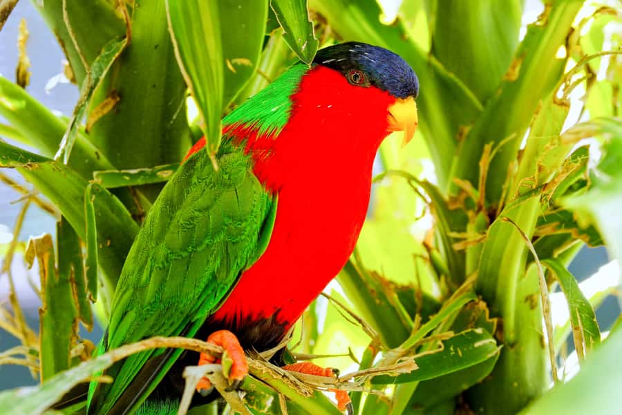 Discover Fijian Culture and Reptiles - What Anand adds to the day