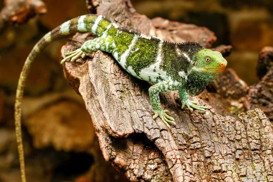 Discover Fijian Culture and Reptiles - Starting with village life and a school visit