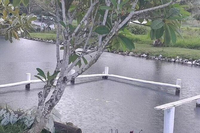 Discover Mud pool/Hot -Spring Nadi - Is the $46.57 price good value?