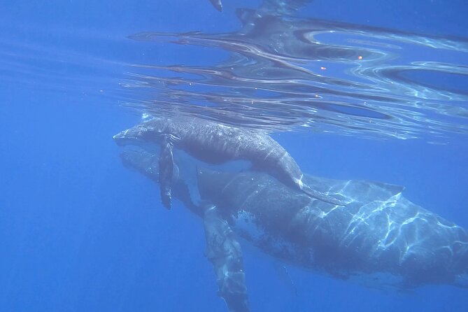 Discover the Beauty of Polynesian Waters by Boat and Snorkeling - Why the small group changes the experience